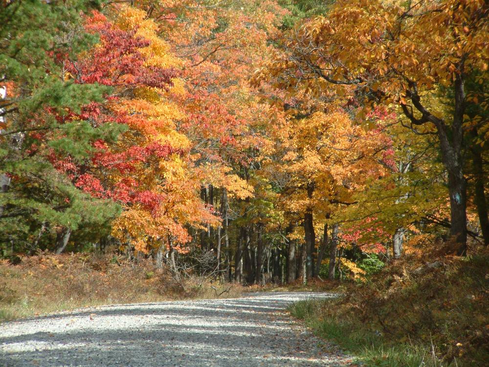 dirt road, leaves