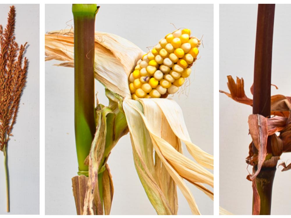 corn plant colors