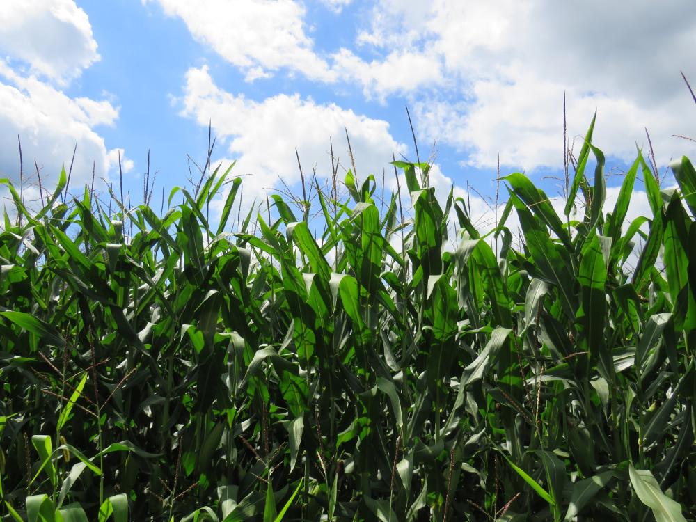 Cornfield