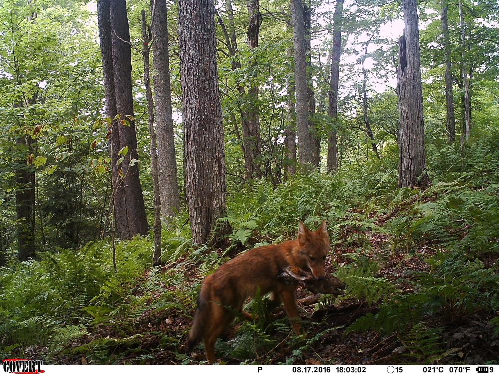 coyote with deer head