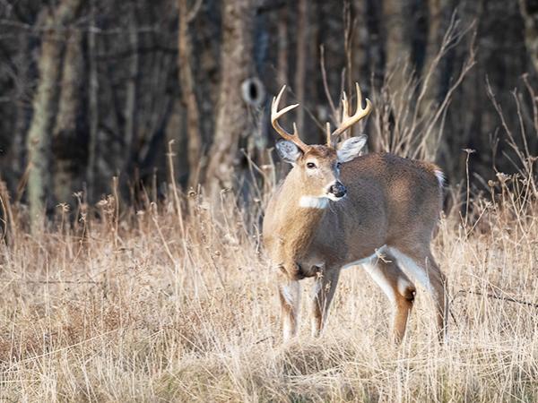 A deer (buck) in a field