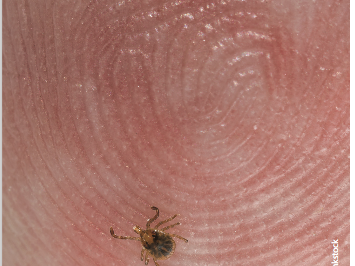 deer tick
