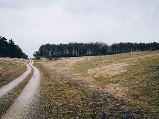 A dirt road in the middle of a field.