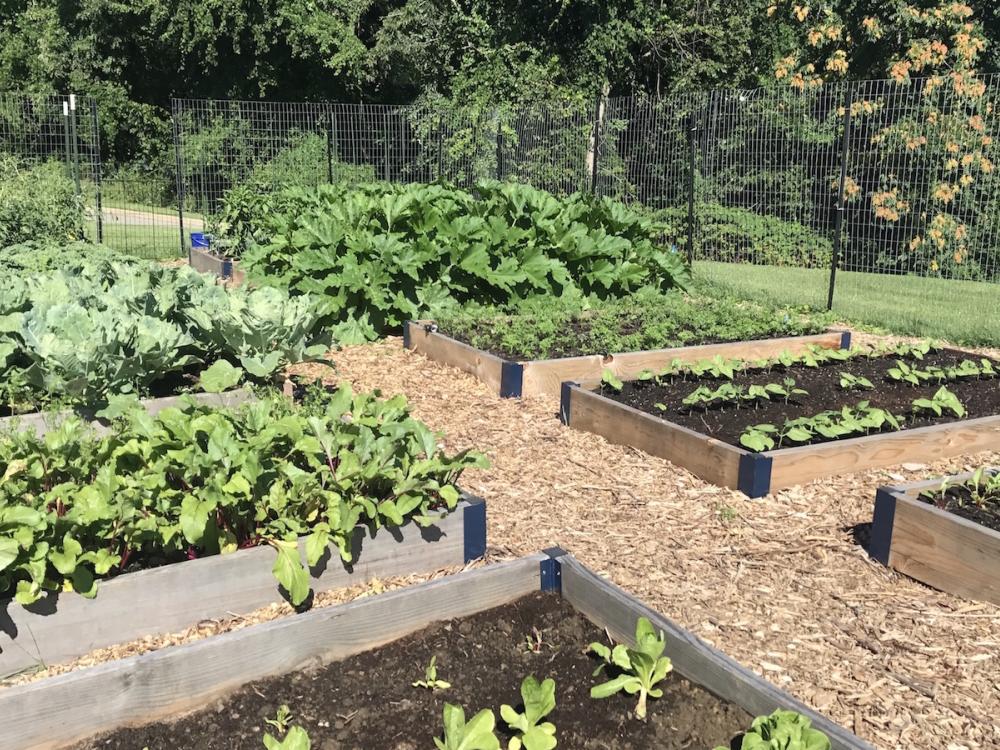 Green plants grow in raised beds in campus garden.