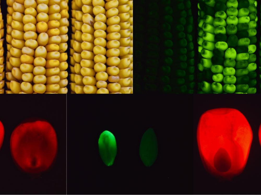 bright corn kernels