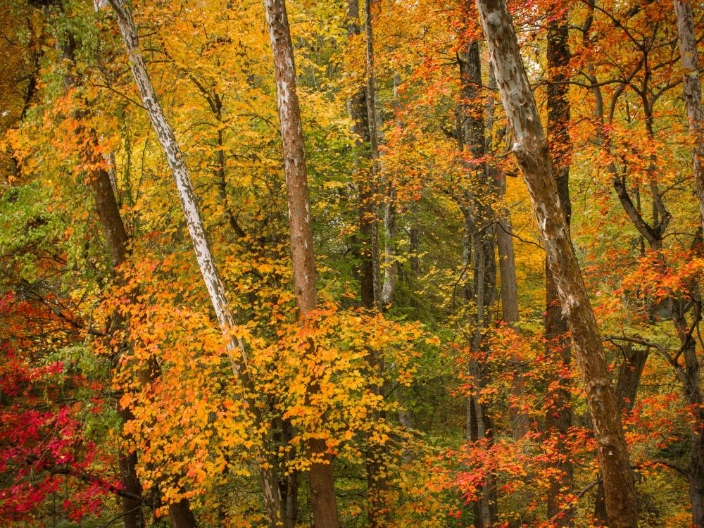 pretty foliage