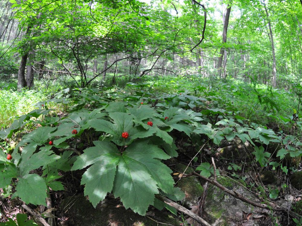 goldenseal header photo