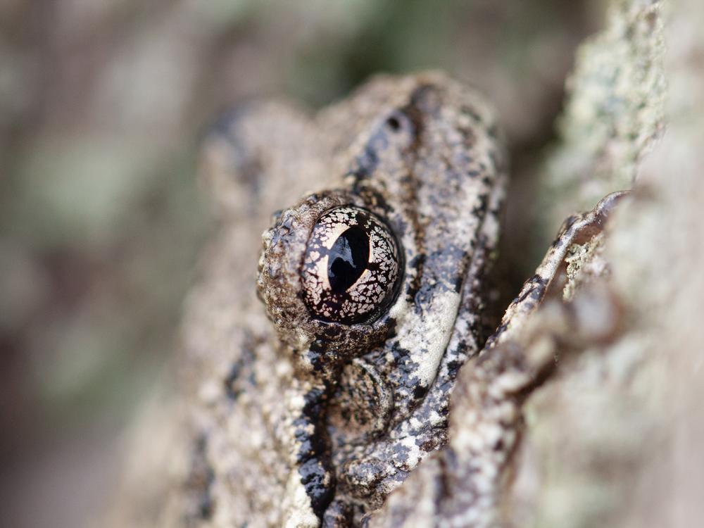 gray treefrog