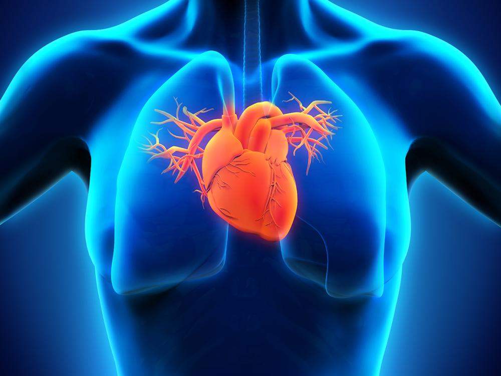 Illustration of the heart in a human torso. The heart appears red in an outlined torso against a blue background. 