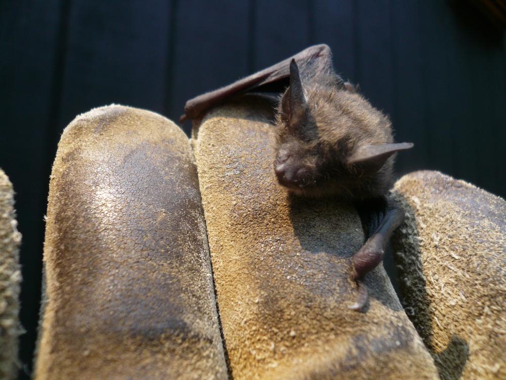 Shaver's Creek bat on glove