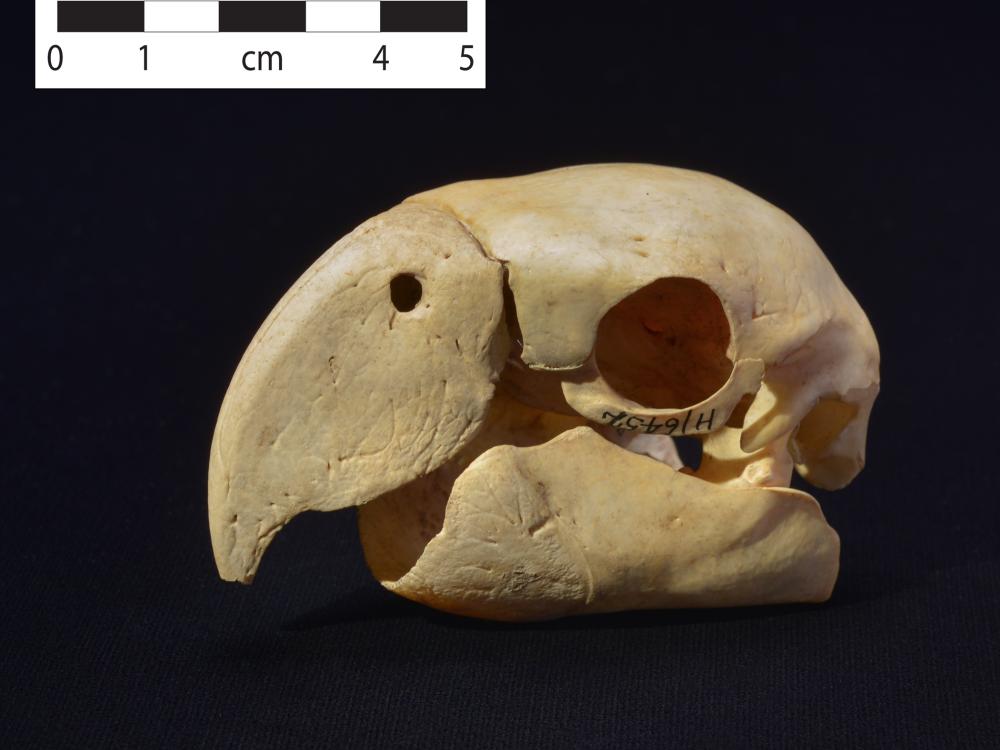 Skull of a scarlet macaw, beak intact