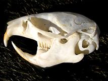 Meadow vole skull