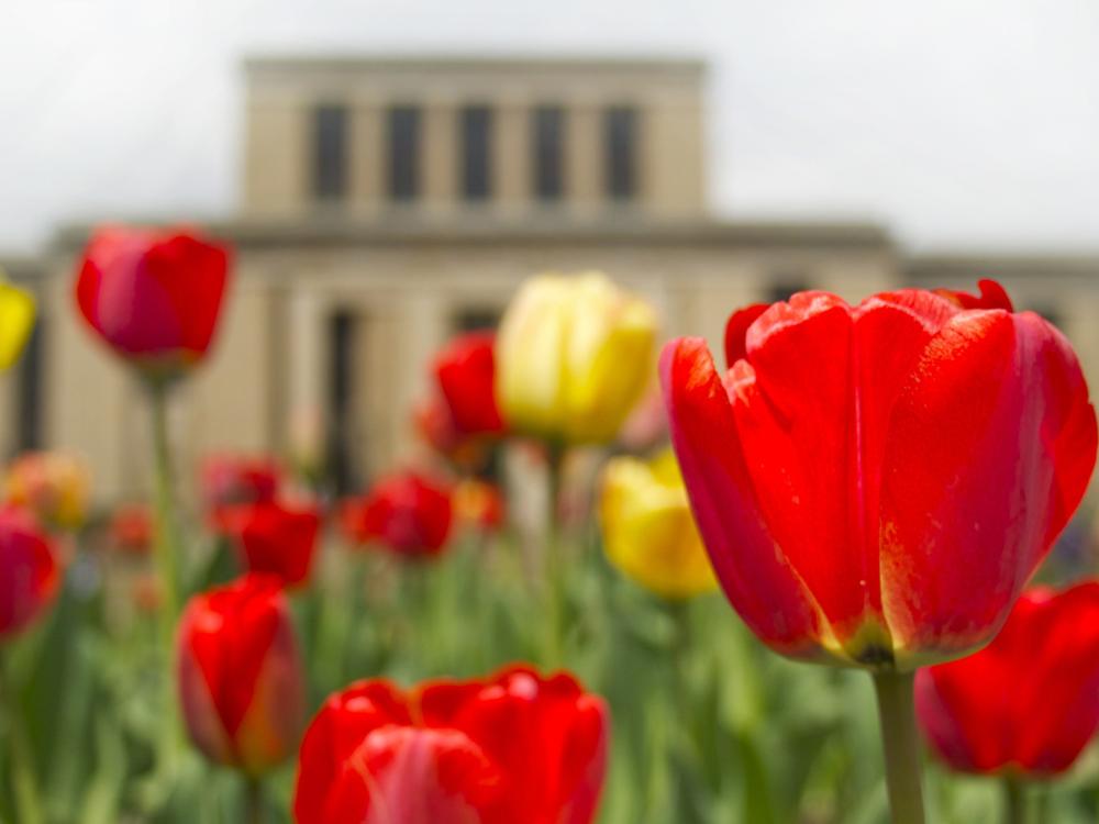 Pattee Paterno library - tulips