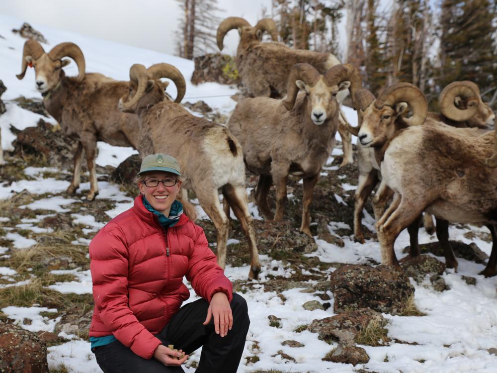 woman posing in front of big horn rams