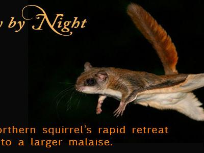 photo of flying squirrel jumping from tree trunk at night