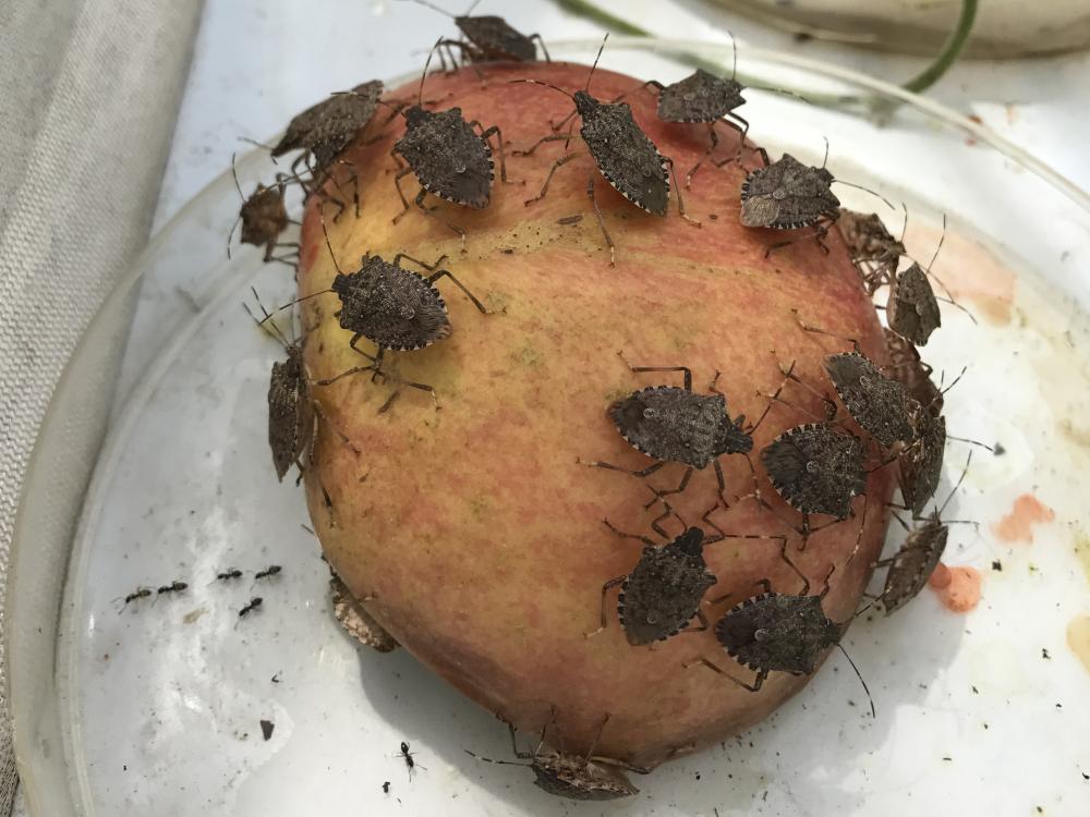 bugs down in story