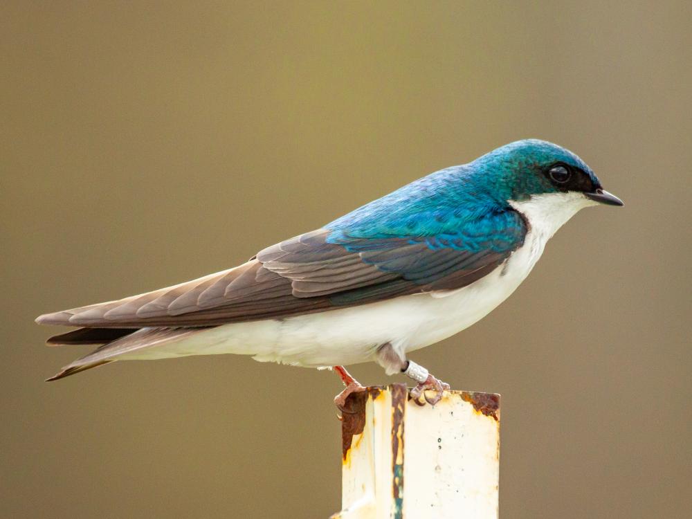 header, Julian Avery