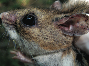 mouse with ticks in ear