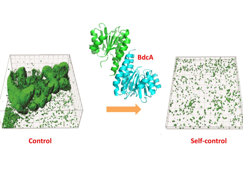 A model for the beneficial use of engineered biofilms