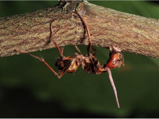 zombie ant on branch