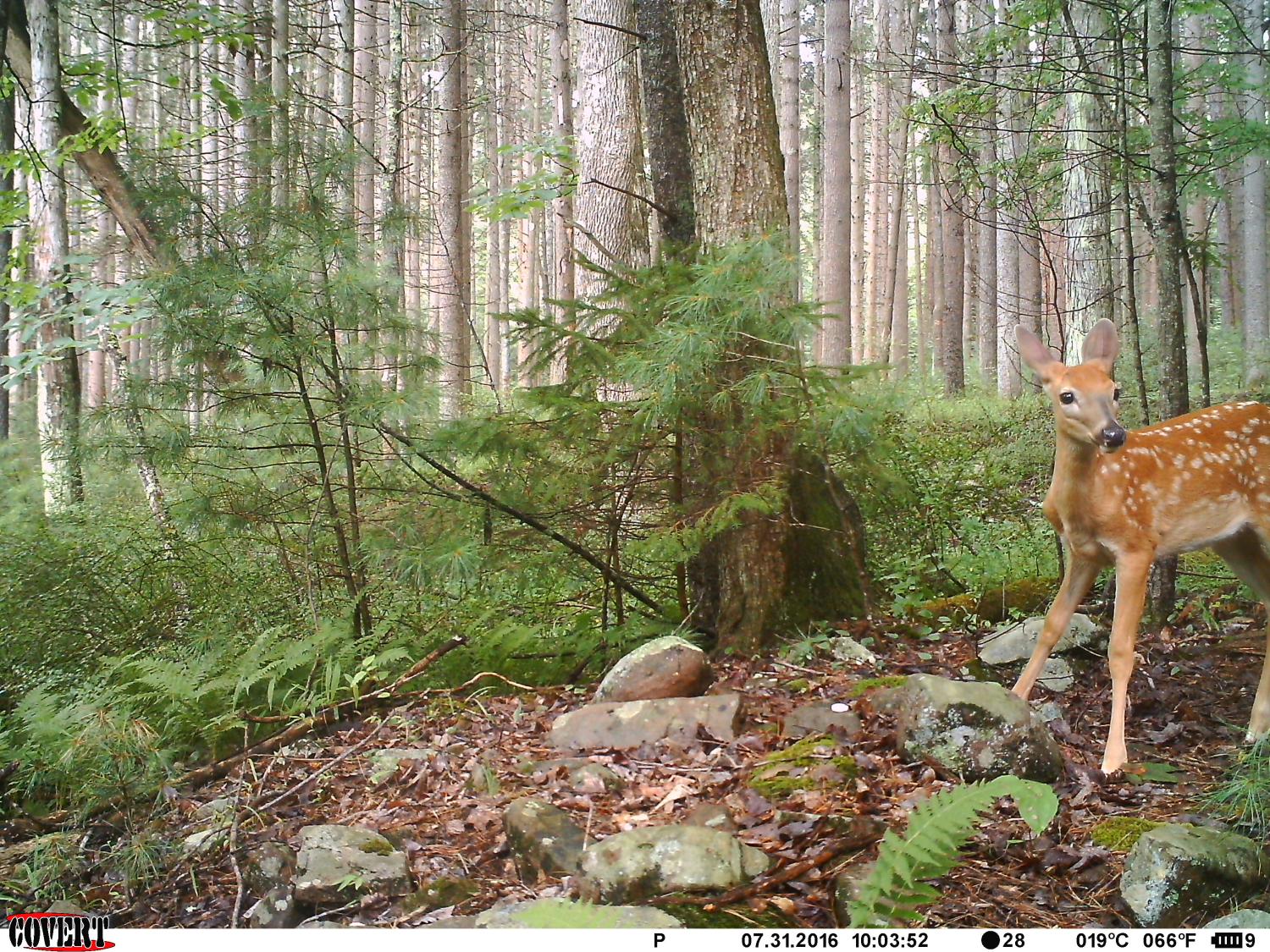 der fawn on trail cam