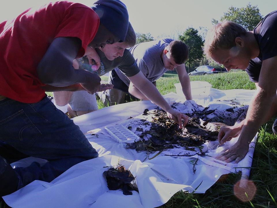 macroinvertebrate sampling