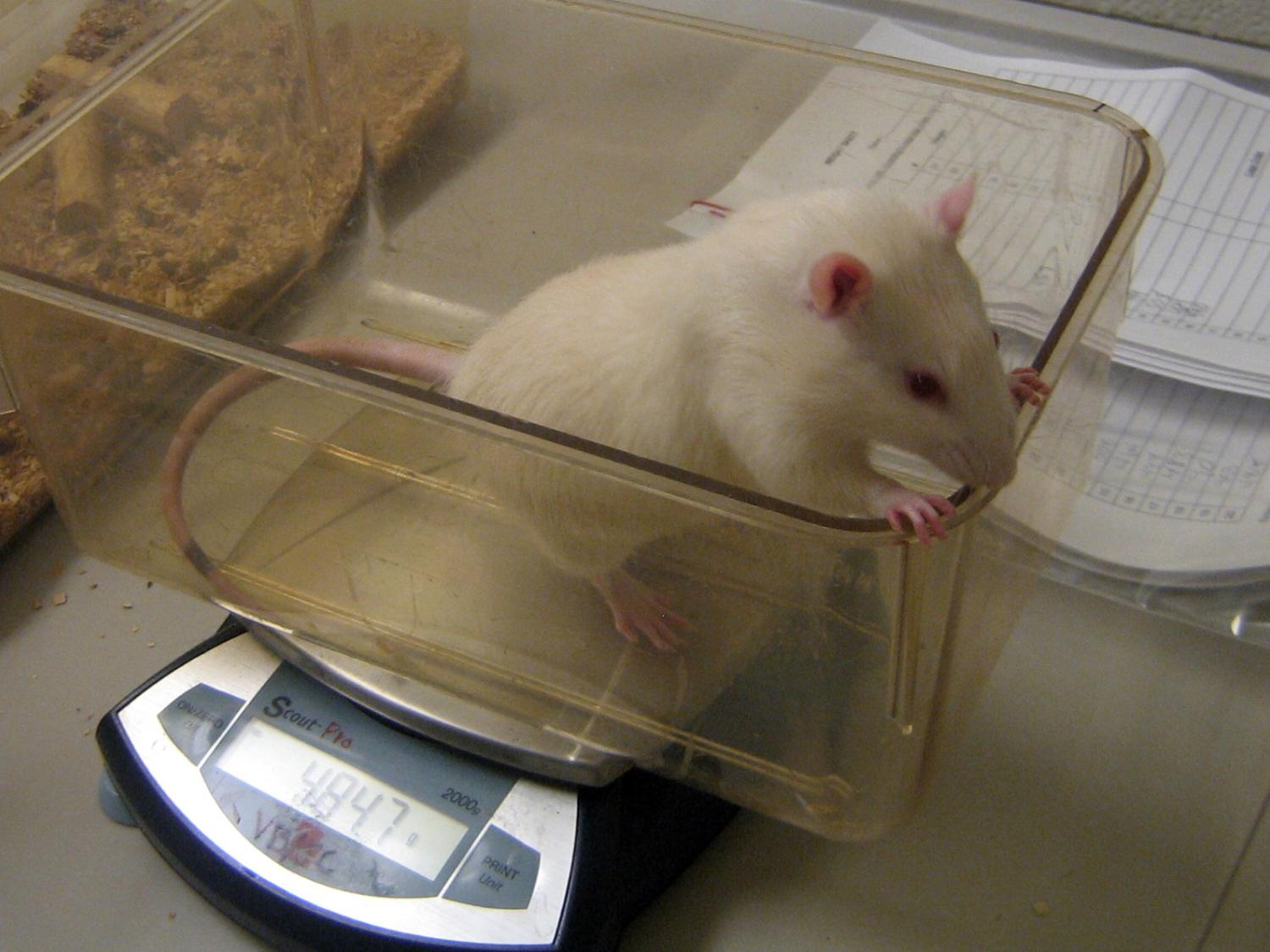 mouse on a scale