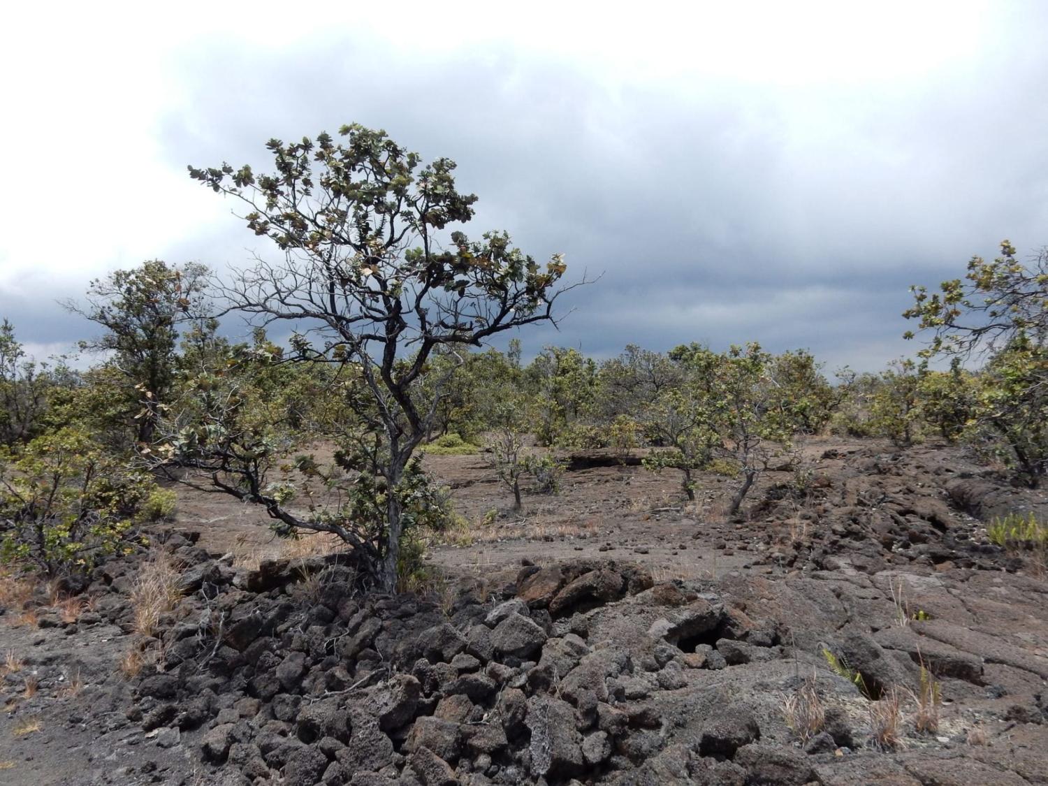Ohia Tree 