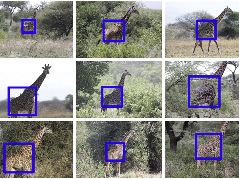 giraffe photos with cropping boxes