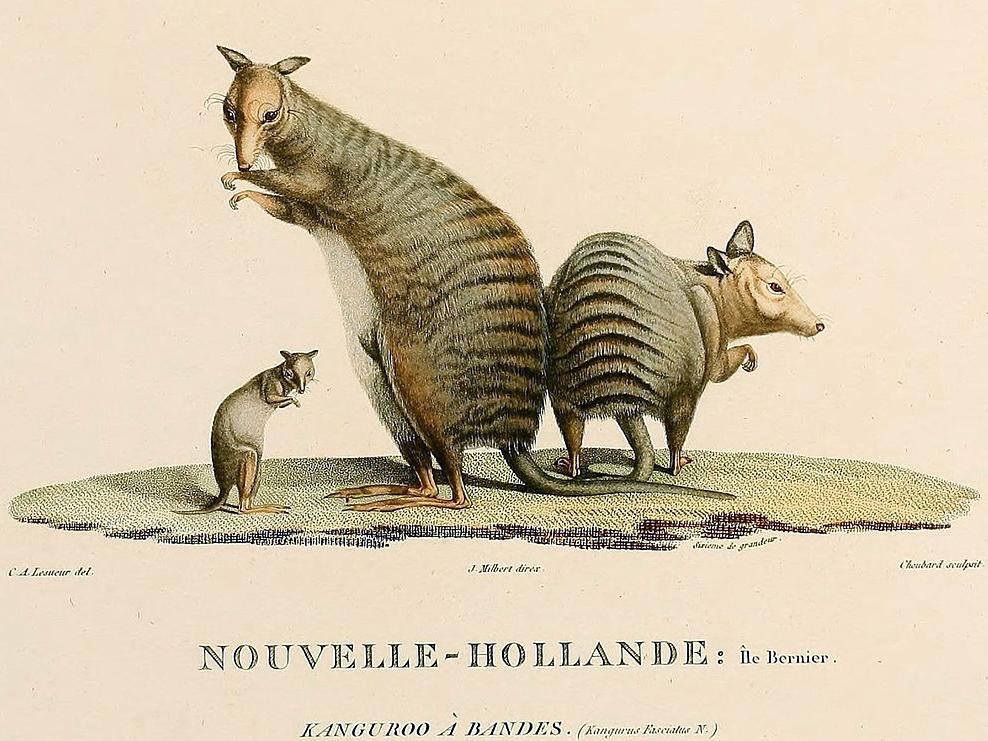 banded hare-wallaby