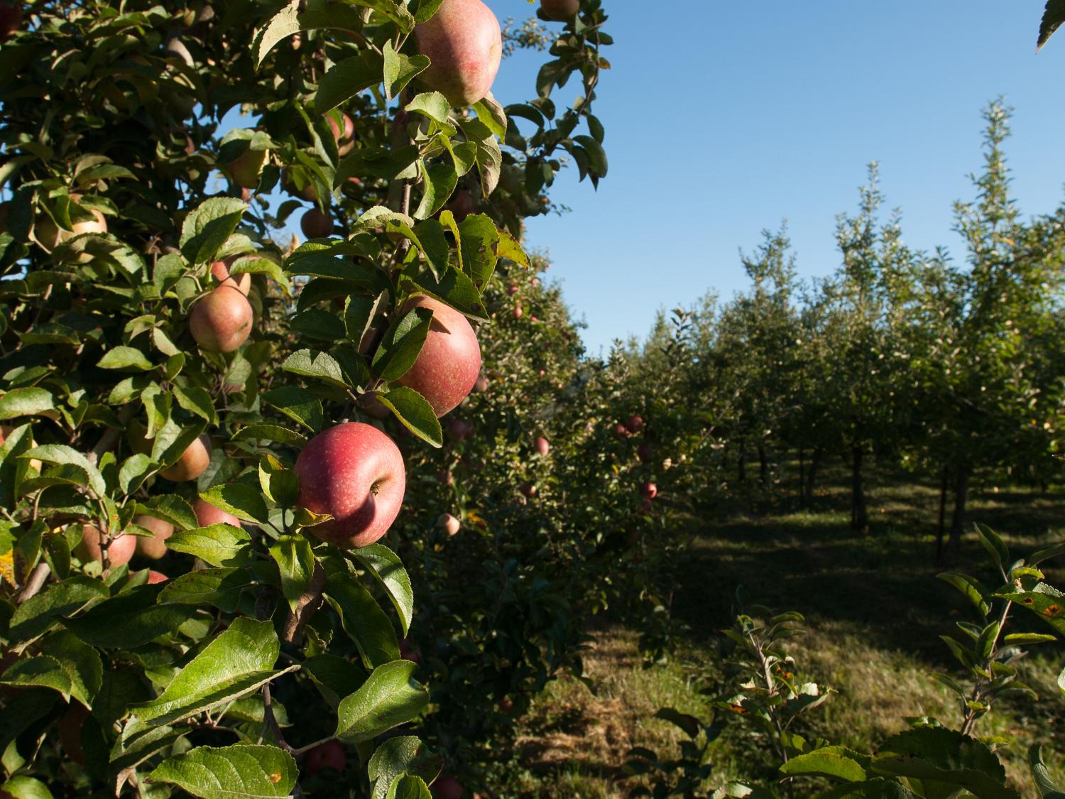 Apple Orchard