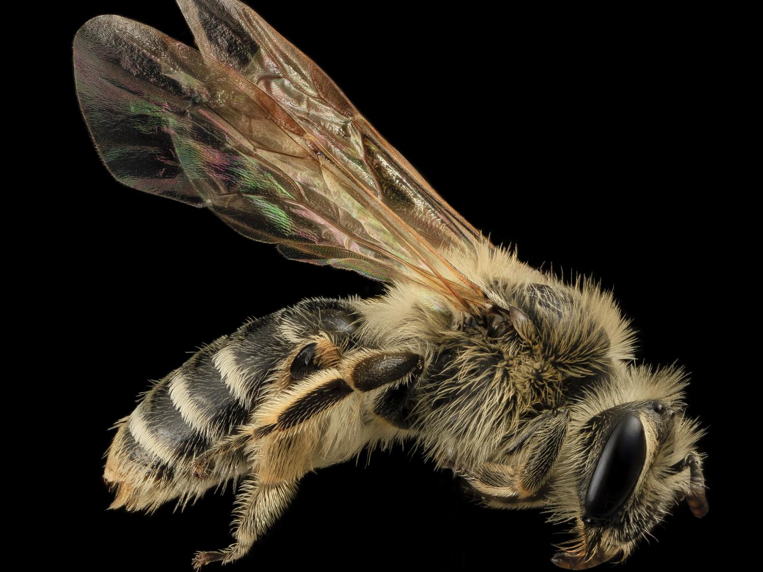 Bee in flight