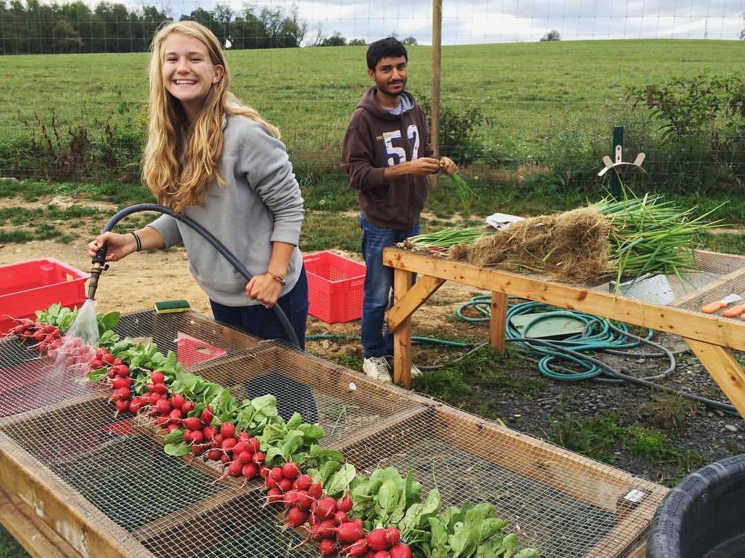 radish and scallion harvest
