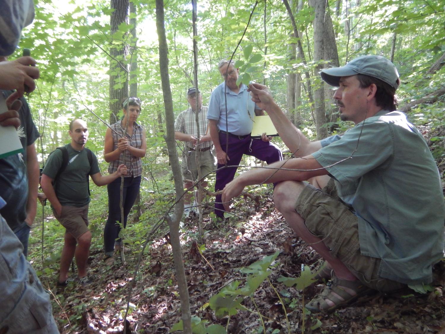 Group studies ginseng in forest