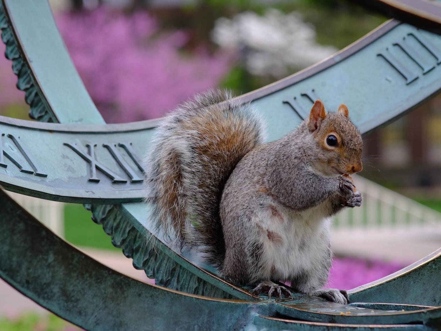 A squirrel standing on the Armillary Sphere at Old Main 