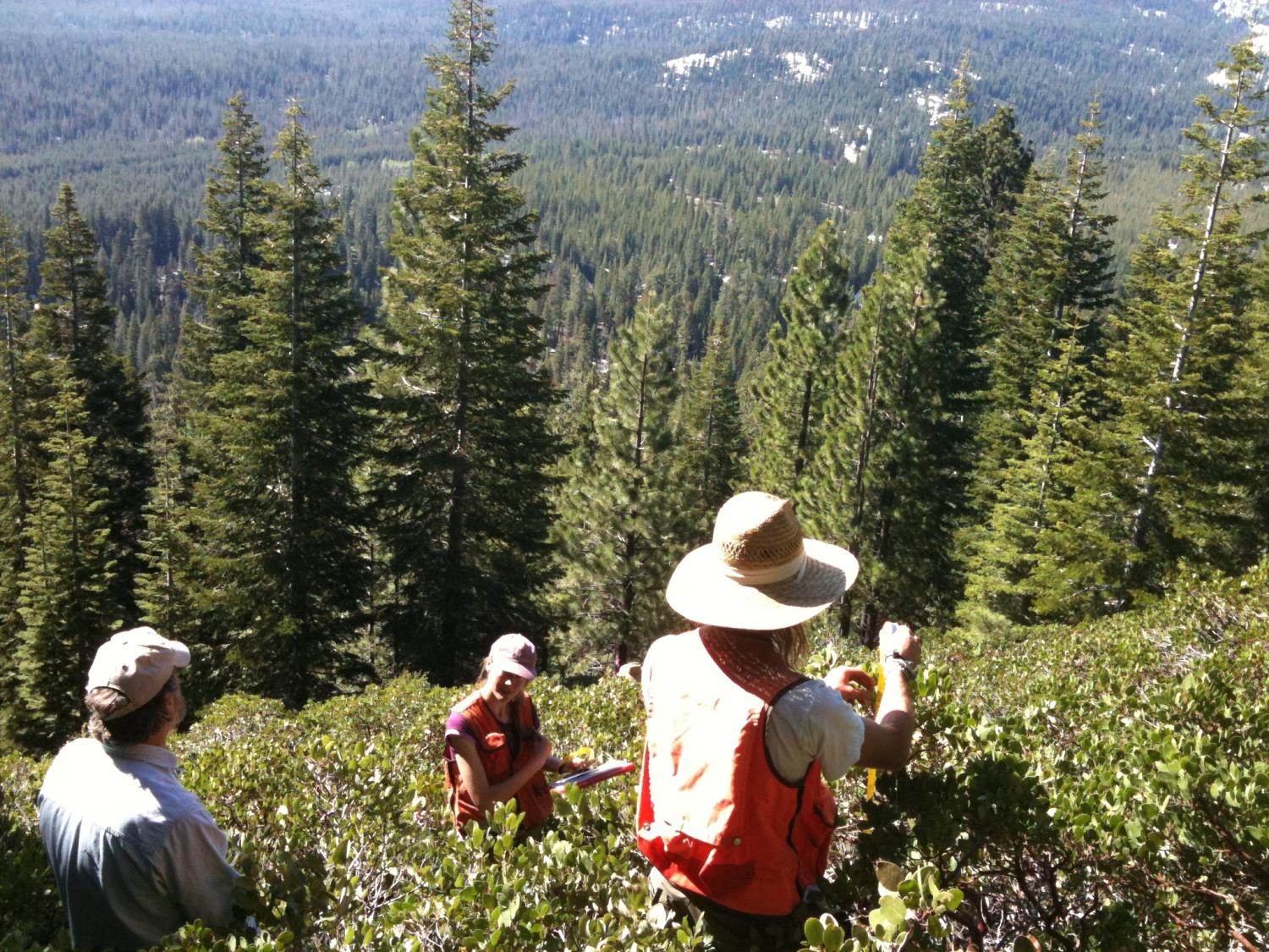 Penn State work in chaparral, a dense shrubland in California 