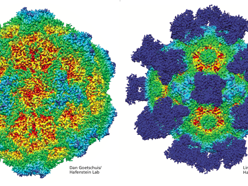 images of canine parvovirus before and after treatment with antibodies