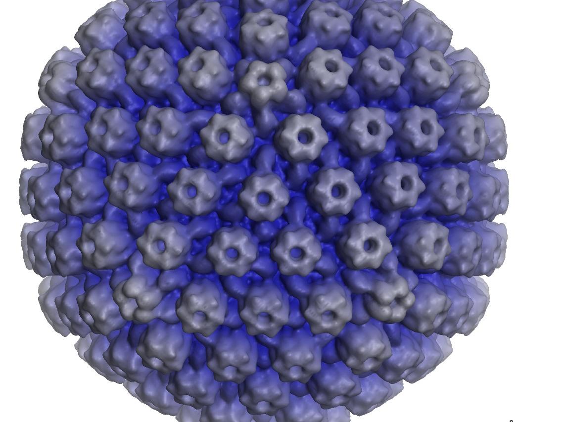 Reconstruction of a herpes simplex virus (HSV) capsid, based on data 