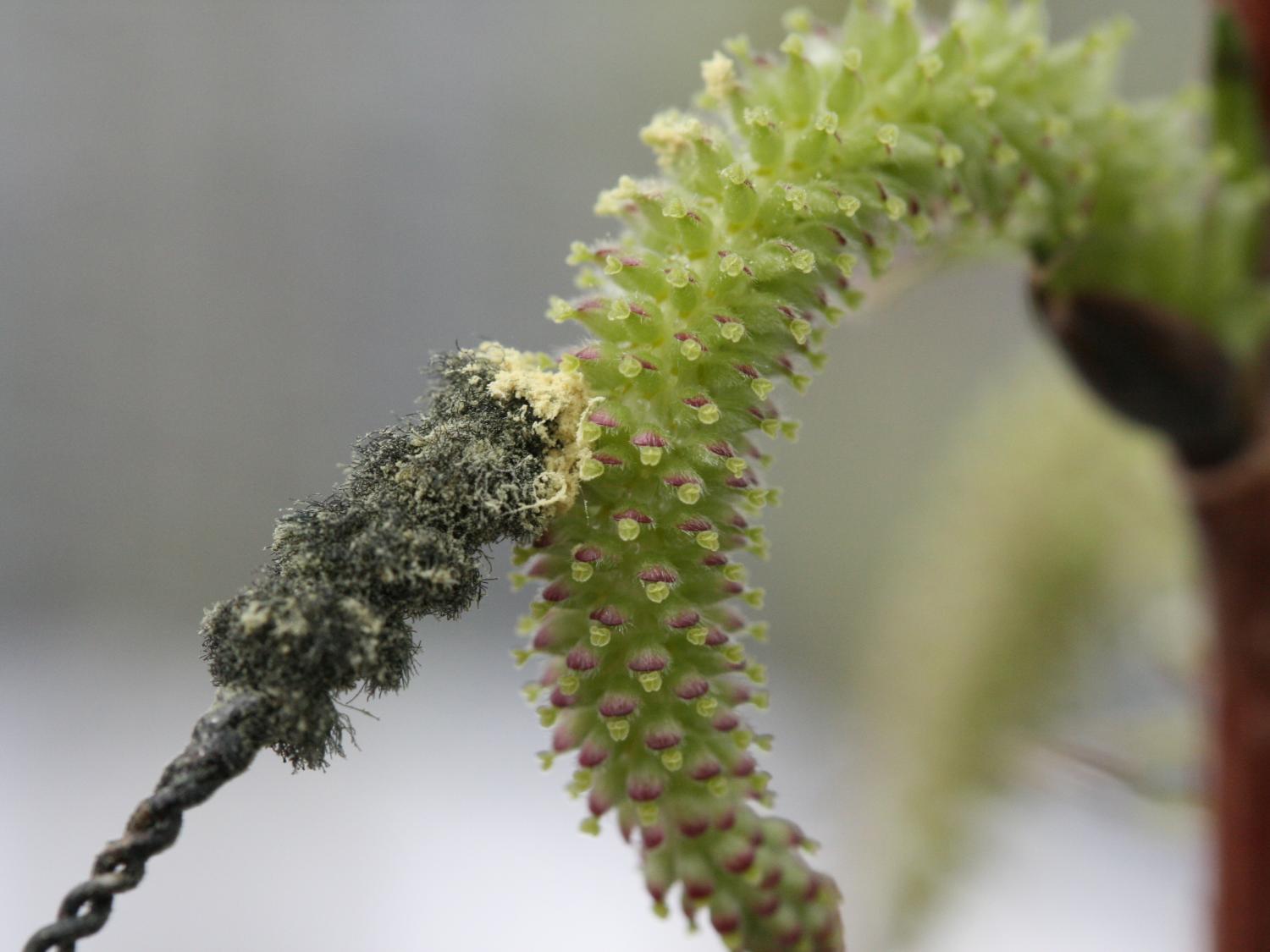 NEWBio researchers worked to develop new variations of bioenergy crops through multiple methods including hand pollination of willow.