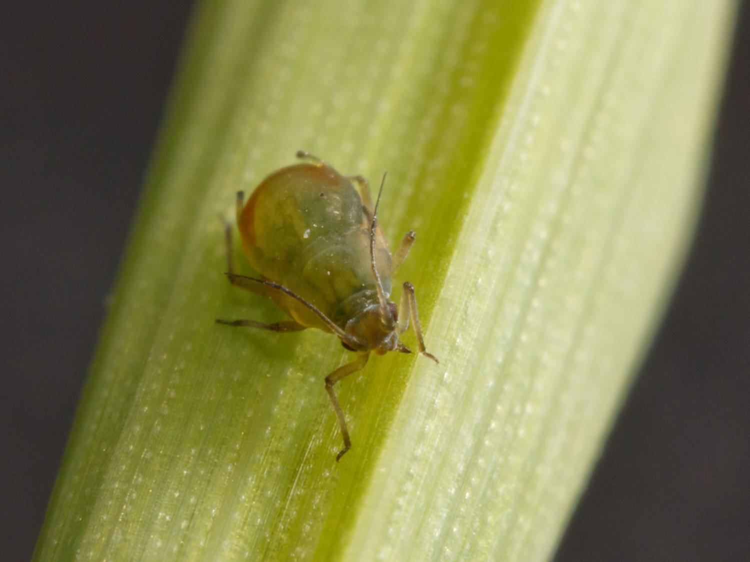 aphid on leaf