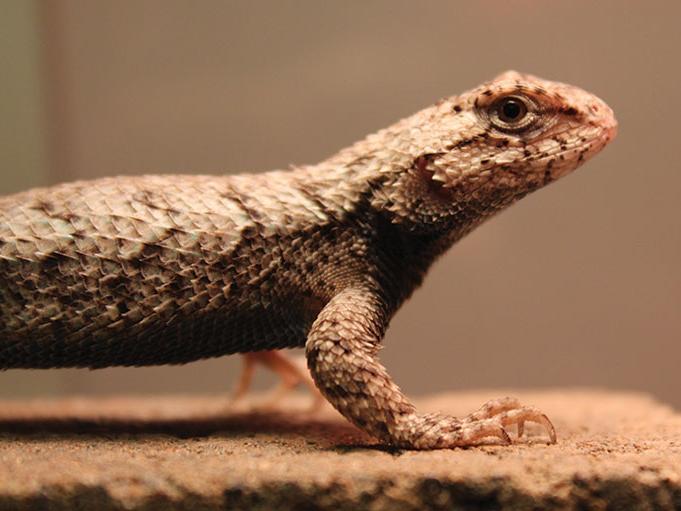 Eastern Fence lizard