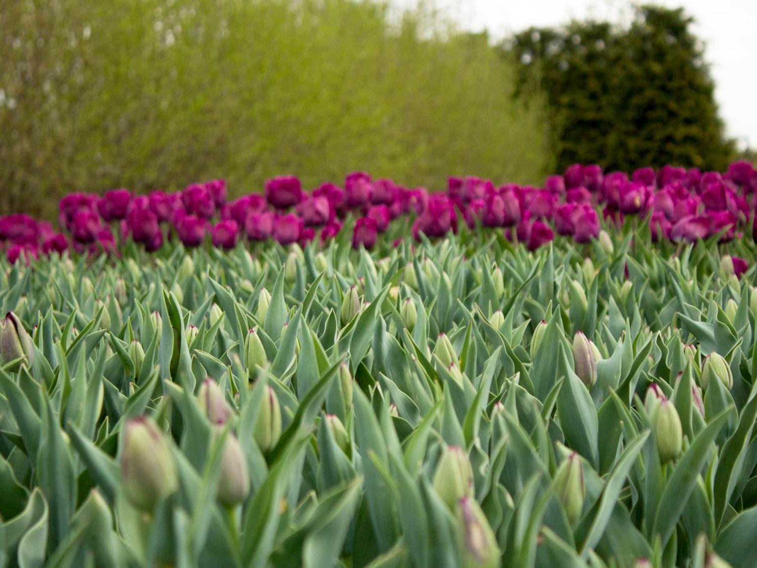 Arboretum tulip display Spring 2016