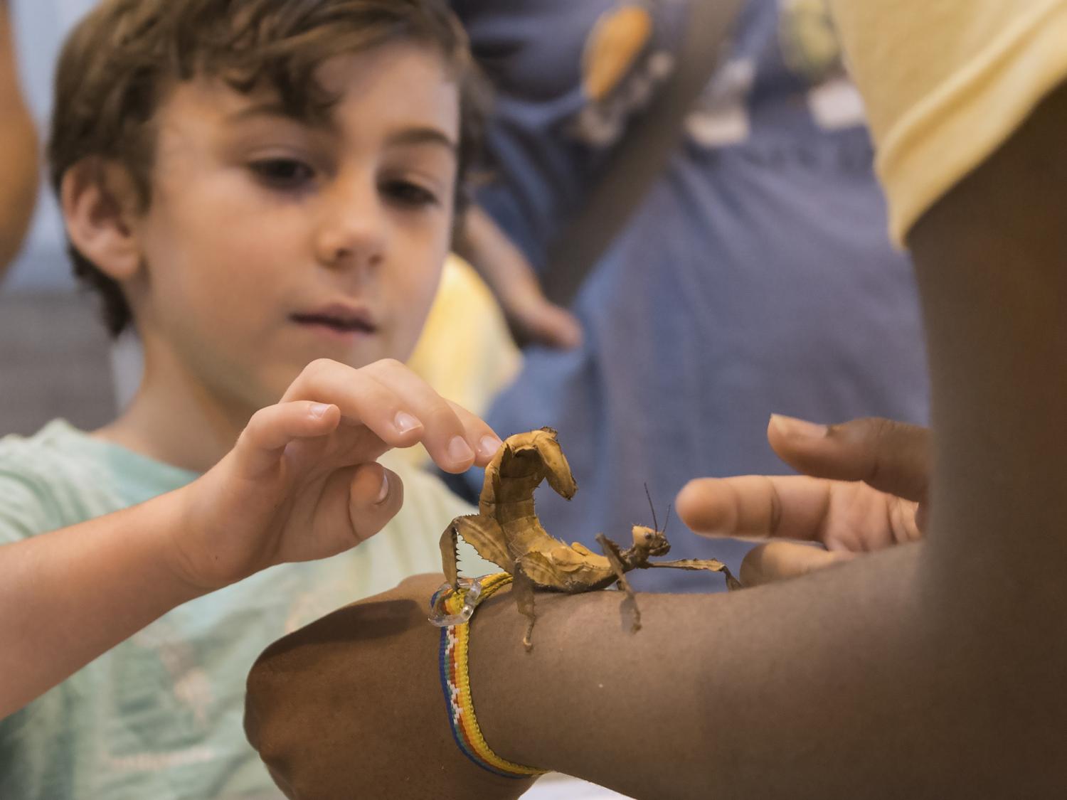 Stick Insect