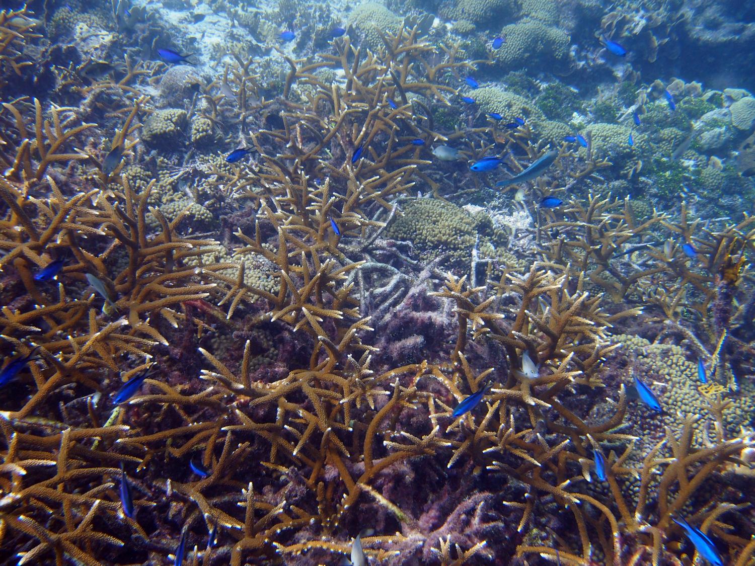 Acroporid corals