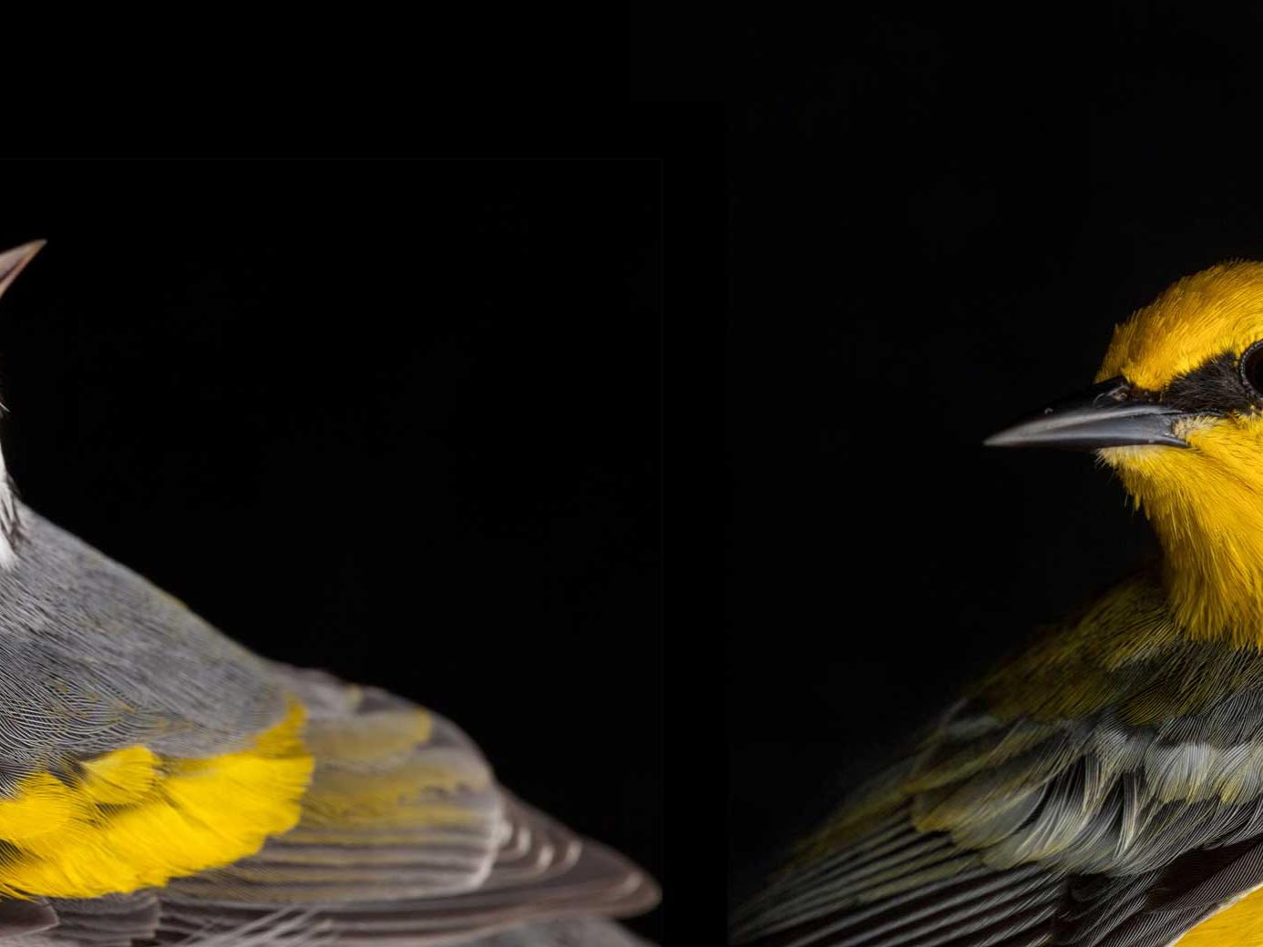 Golden-winged and blue-winged warblers