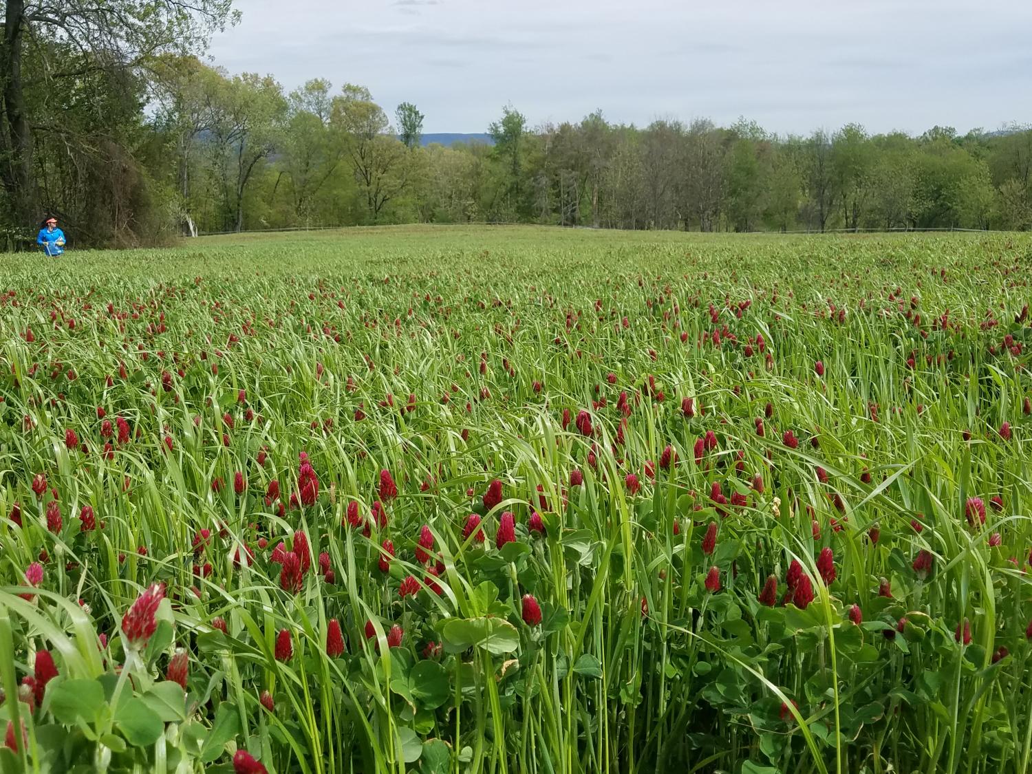 cover crop, nitrogen