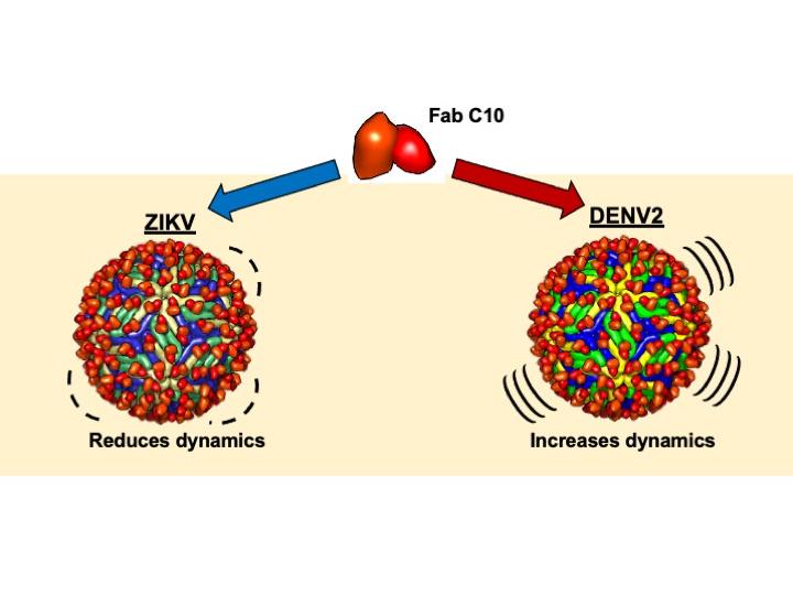 Two viruses being activated differently by an antibody
