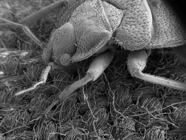 Black and white close up of a bedbug under a microscope