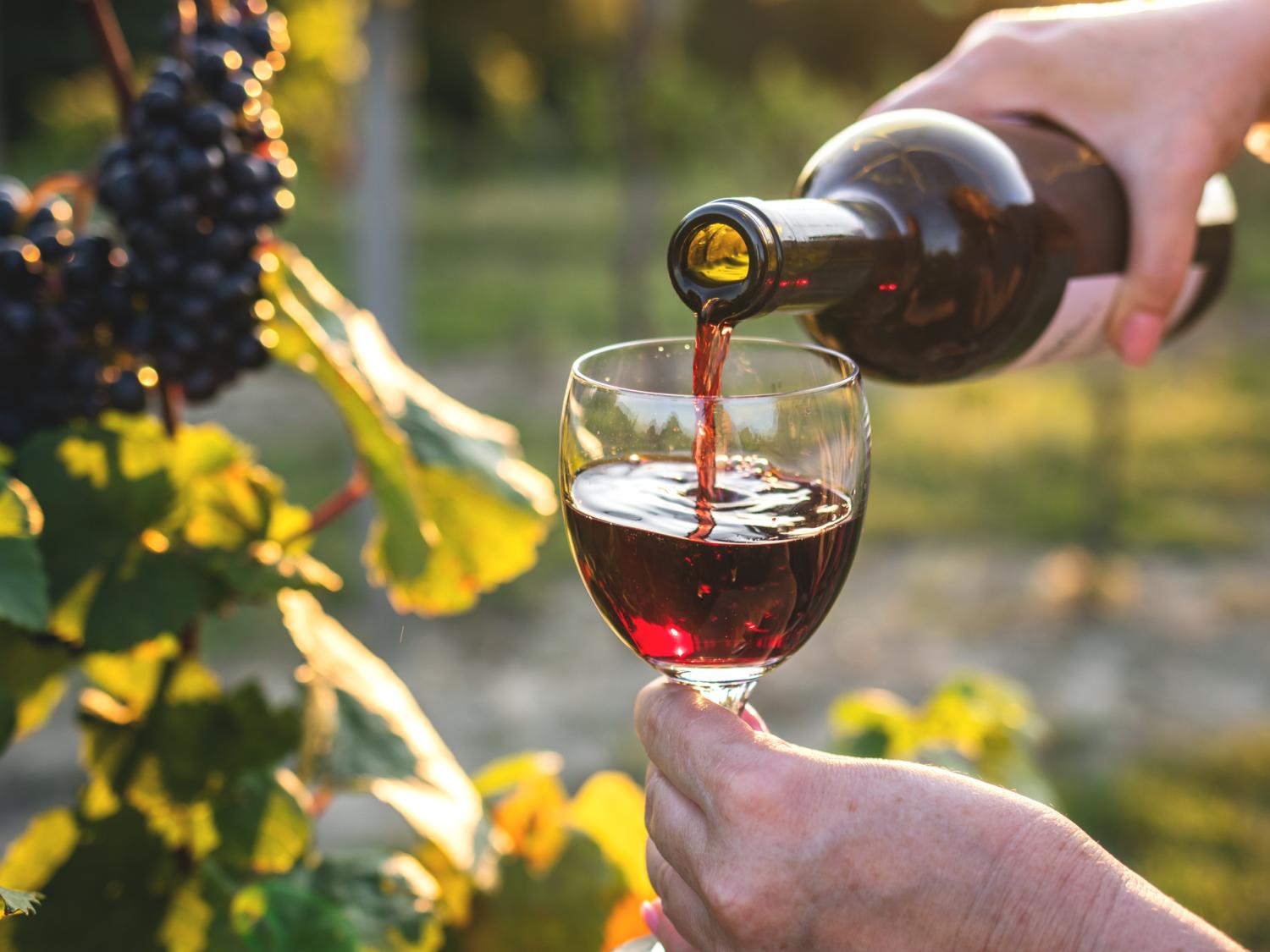 A closeup image of a person pouring red wine from a bottle into a glass, with grapes on the vine in the background