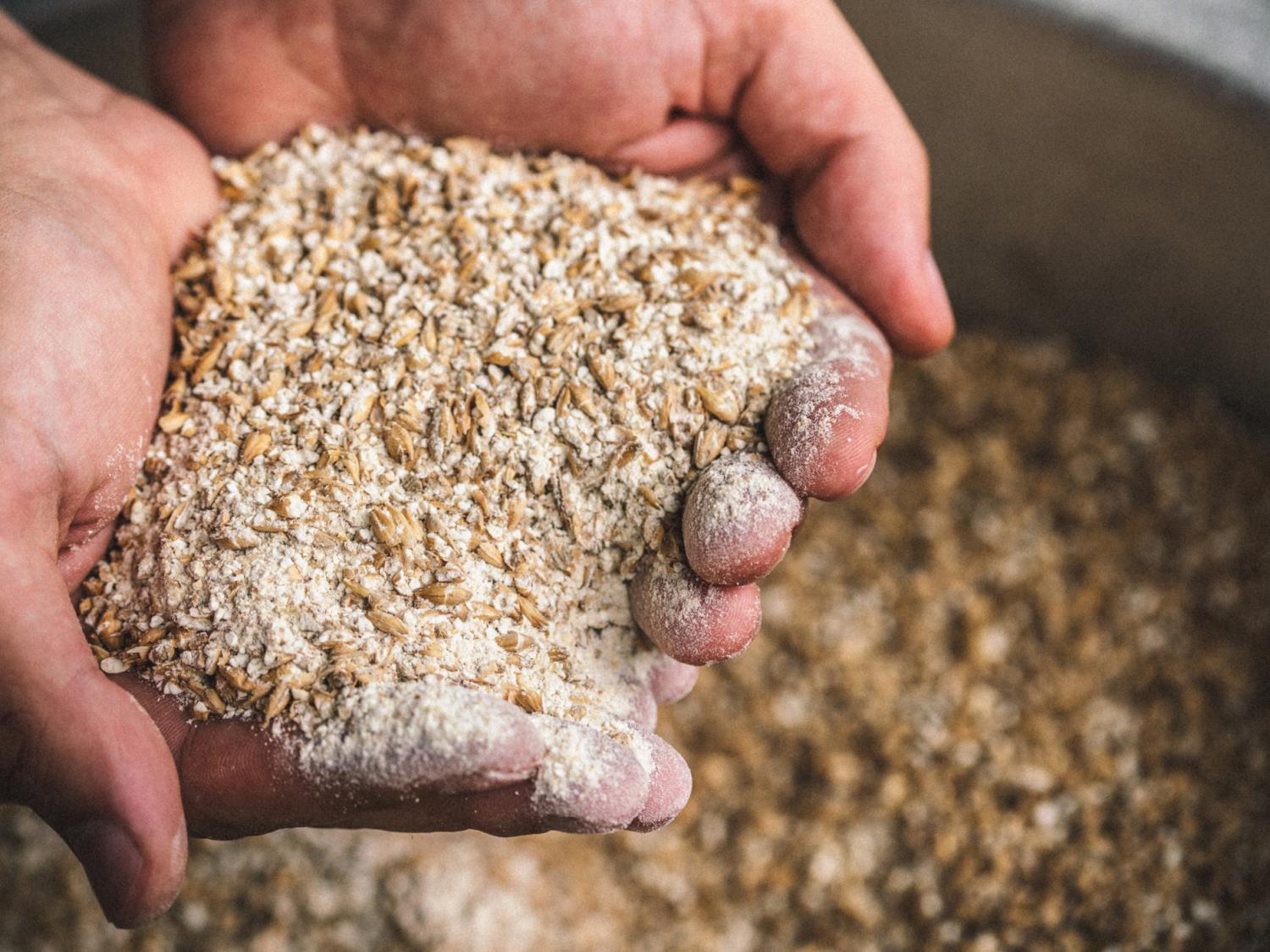 brewer's malt grain